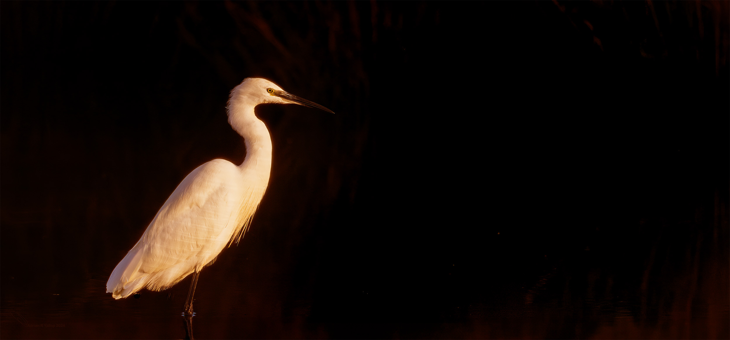 Vanellus vanellus